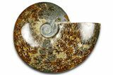Polished Ammonite (Cleoniceras) Fossil - Madagascar #369627-1